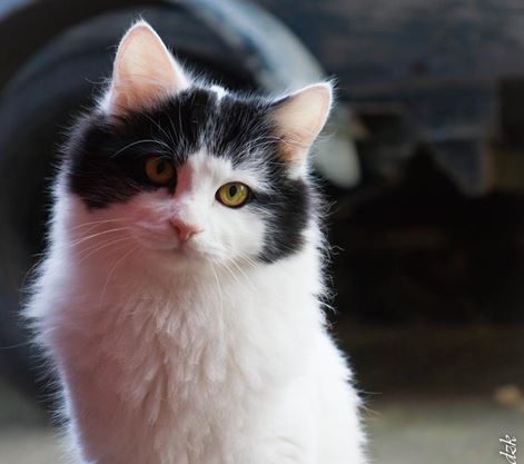 10540533_10205533356323965_3442082568302865954_n