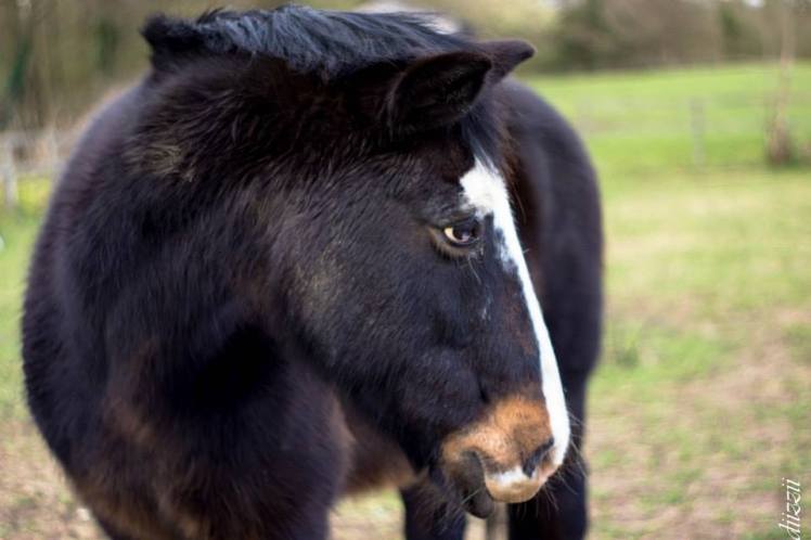 1964960_10203462010141605_667086976_n (1)